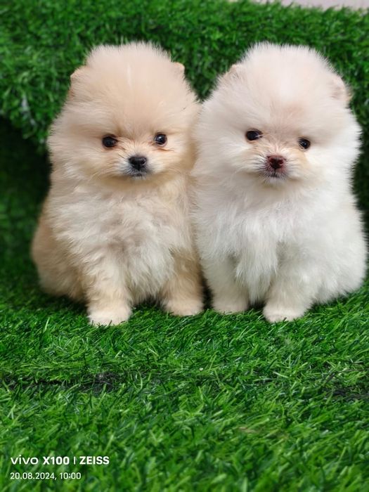 Продам шикарных щенков шпица