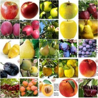 Озеленяване на паркове,градини,алей