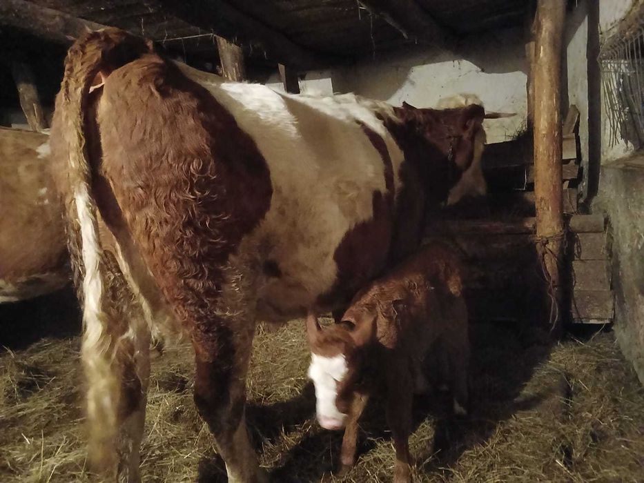 Junincă cu vițel la prima fătare
