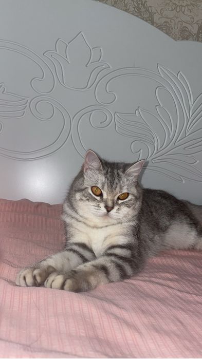 Британская короткошёрстная кошечка