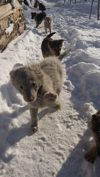 Отдам в добрые руки!!!