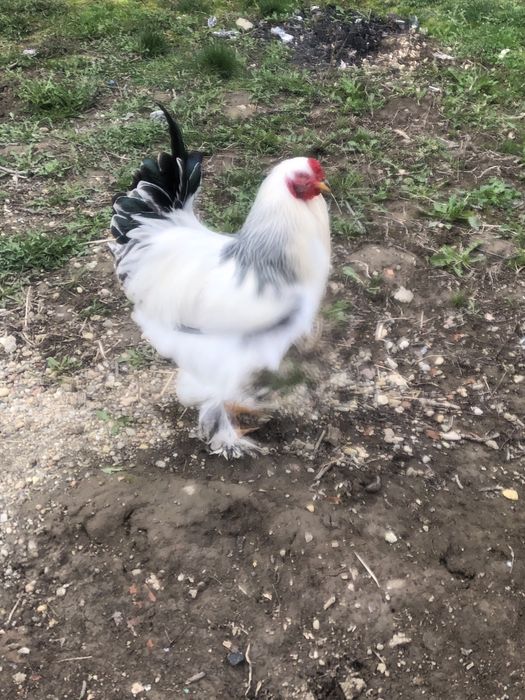 Lemon Brahma Hatching Eggs