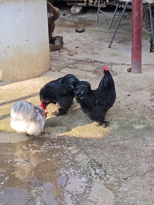 Vand cocosei cochinchina pitic