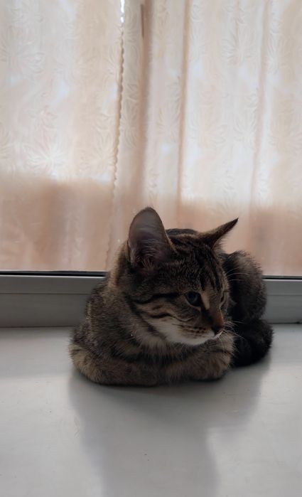 Ищет дом милый котенок - девочка