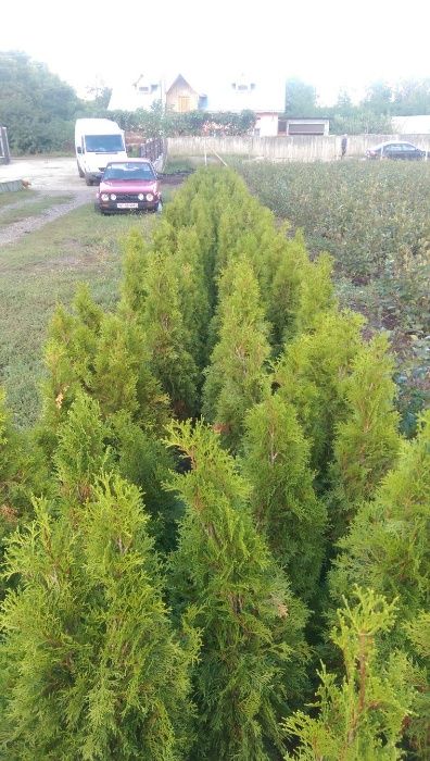 Vand tuia smaragd de-120 -125 cm