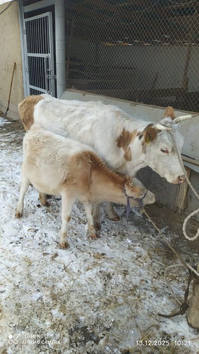 Сиыр бұзаумен сатылады