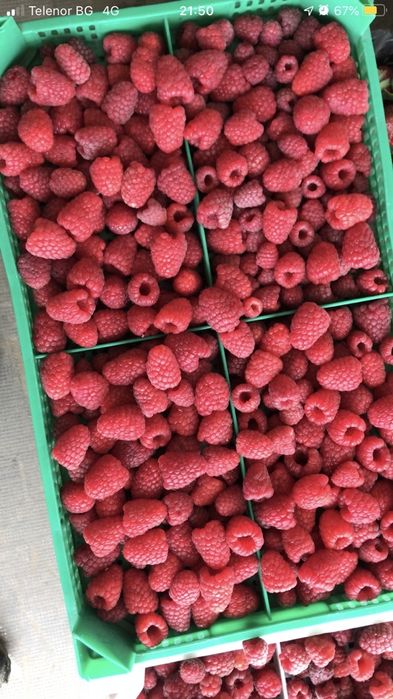 Елитен разсад малини и къпини.