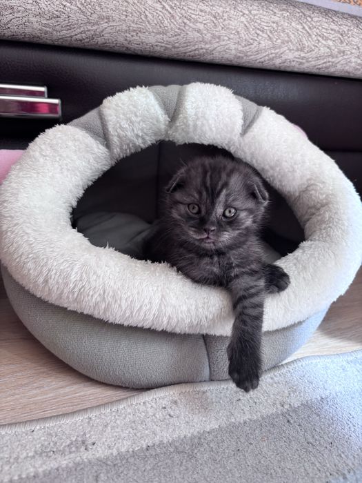 Продам породистых котят