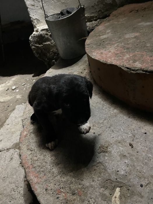 Тазы кушіктер таза қанды