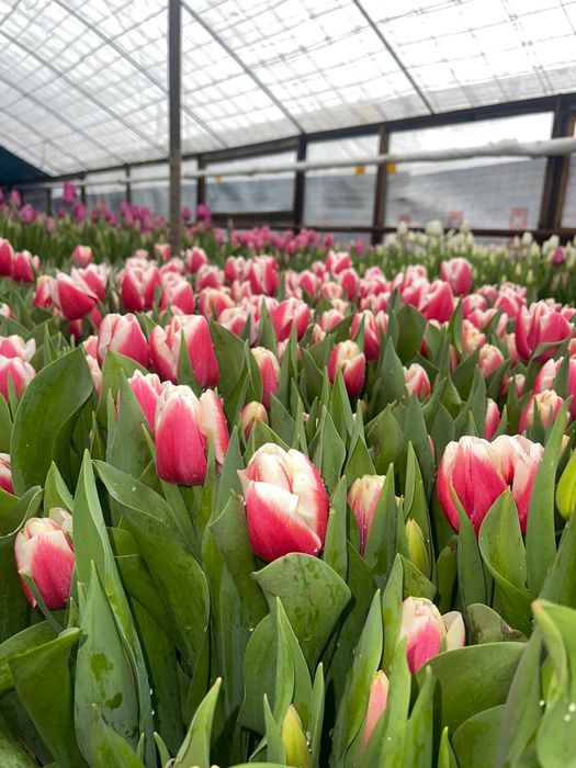 Тюльпаны принимаем корпоративные заказы