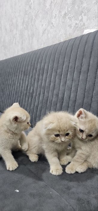 Muwuk bolalari, toza zotli