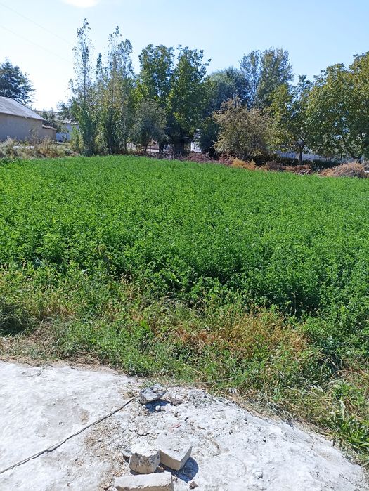 Beda sotiladi 20 sotix