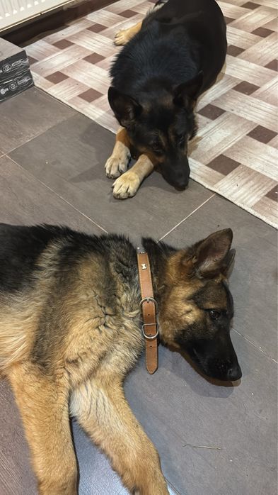 Продавам кученца Немски овчарки