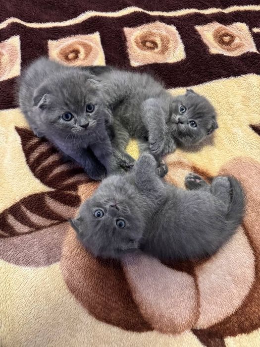Вислоухие Шотландские котята