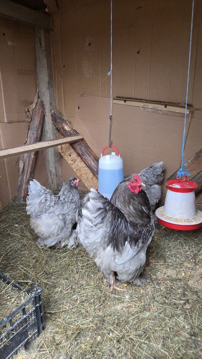 Brahma albastru 2025