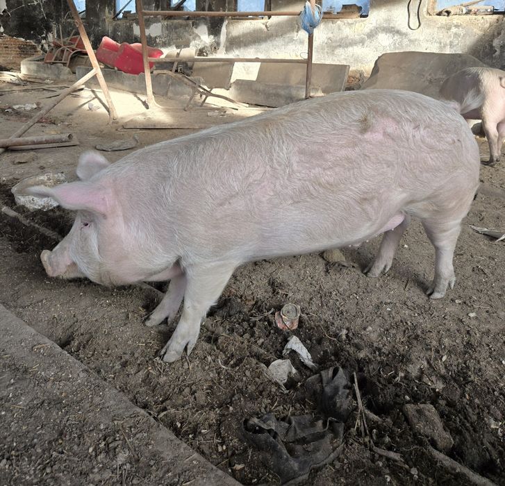 Домашно прасе за клане