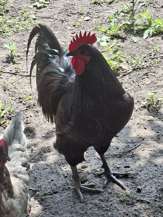 Cocoși  Australorp de 1 an