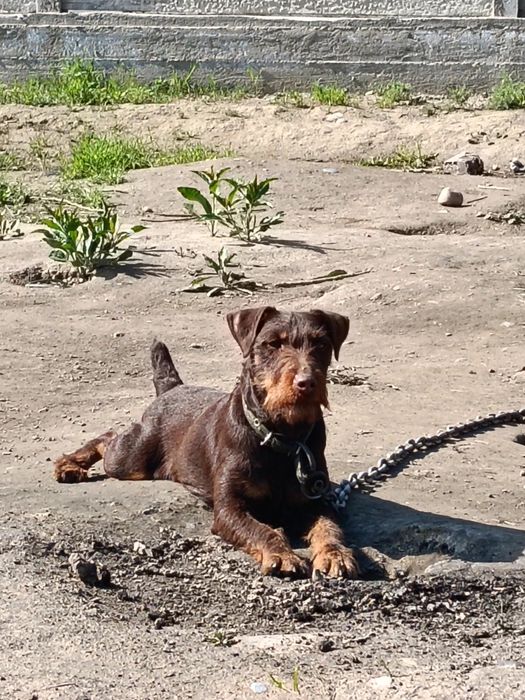 Ягдтерер ургашы коныр