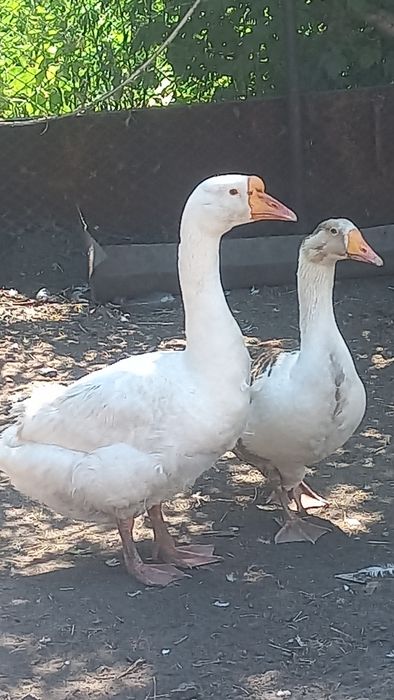 Продам семью гусей