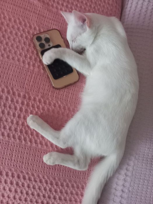 Vyazkaga toza zotli mushuk