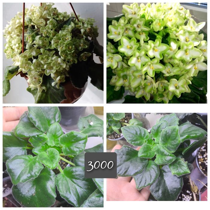 Фиалки сортовые взрослые