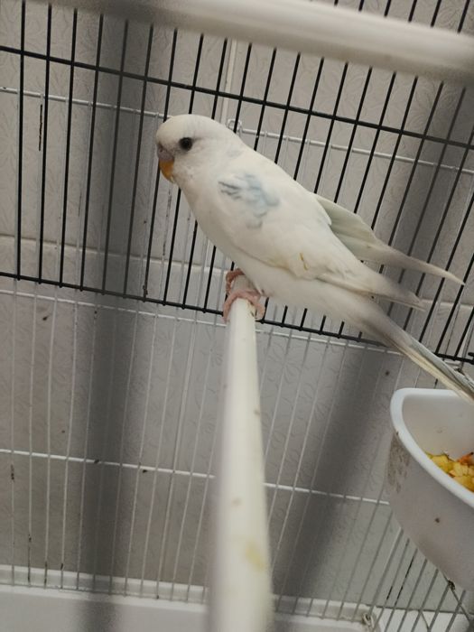 Продаётся попугаи