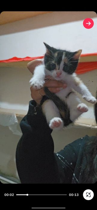 Pisici mici de adoptat