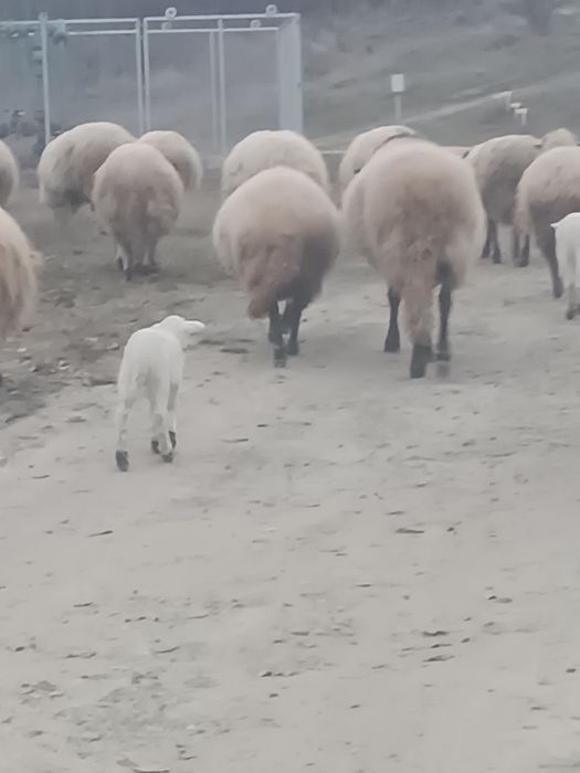 Vând 10 oi cu miei