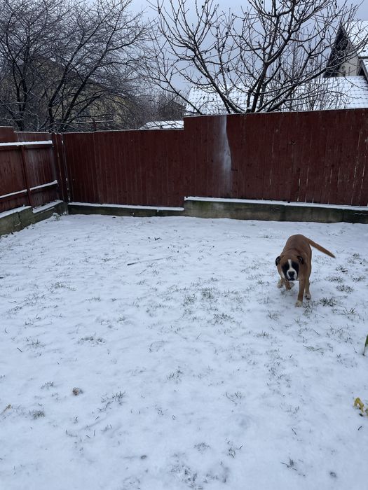 Catel Boxer doar in Iasi
