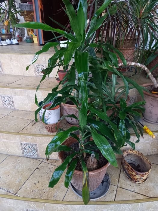 Тропические растения