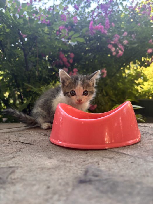 Котята, в добрые руки.
