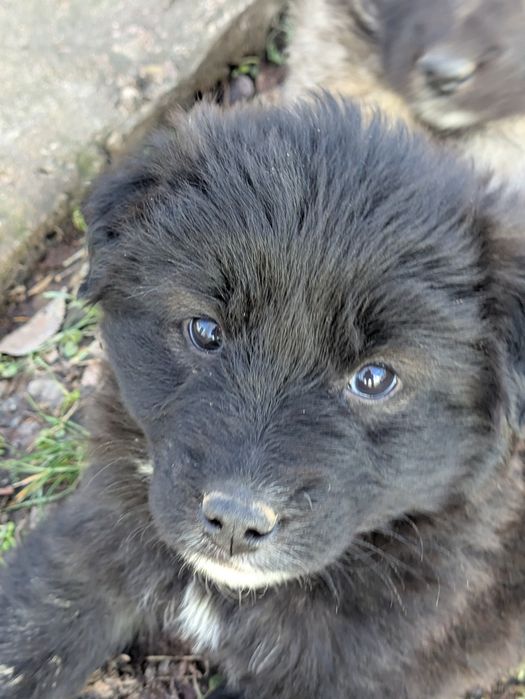 Собака Щенки щенок дворняги