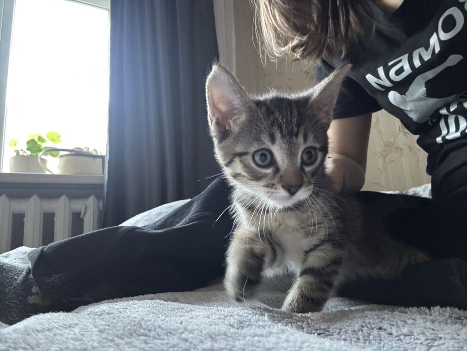 котенок девочка
