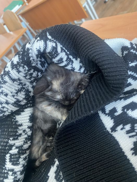Котенок ишет дом