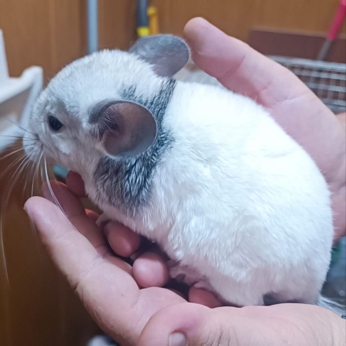 Продам щенков шиншиллы