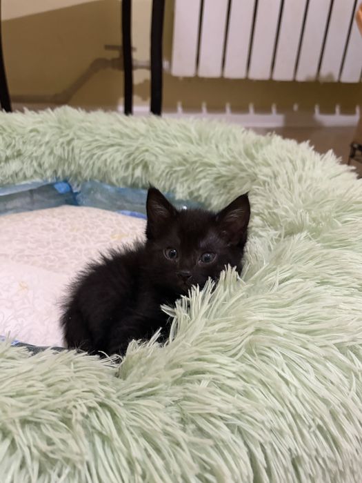 Котенок 2 месяца