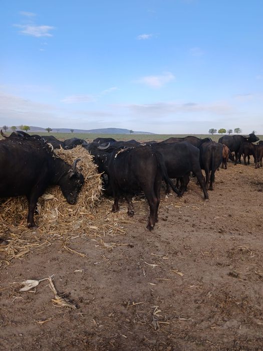 Bivolite gestante si negestante