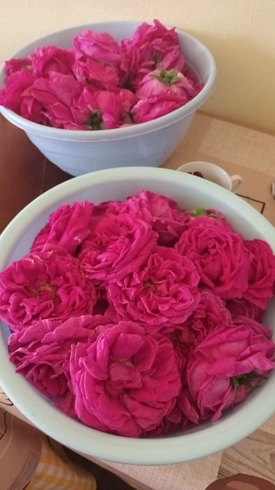 Dulceata și de trandafiri