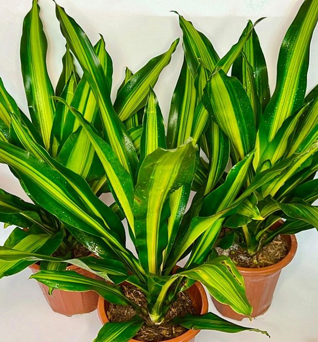 Драцена в одном кашпо 3 шт