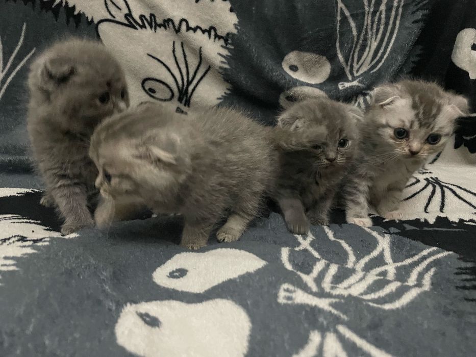 Вислоухие котята шотландские