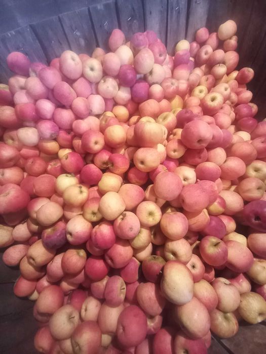 Mere de consum, soiul Florina