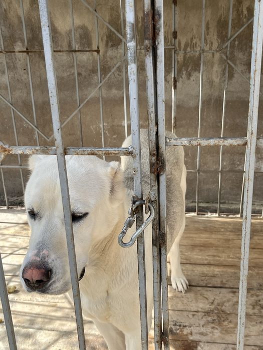 Ит сатылады түсі ақ