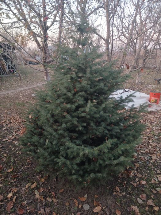 Продам живую Тянь-Шаньскую ель