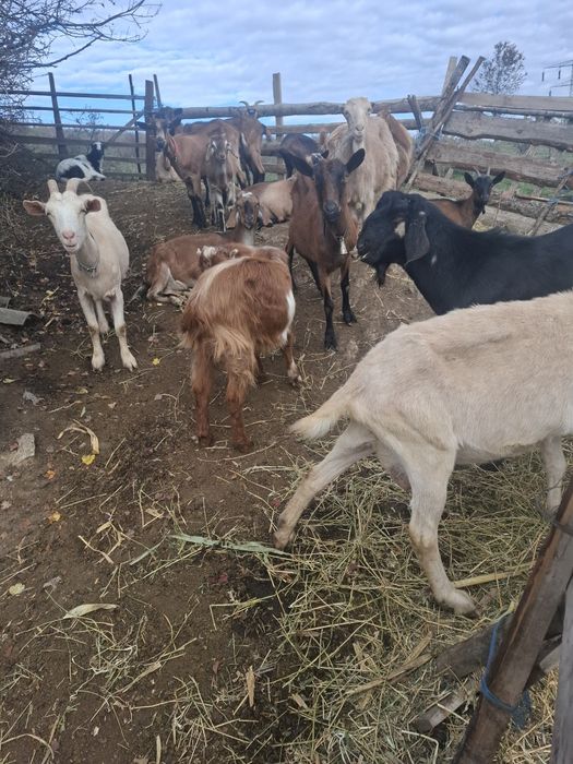 Capre bune  de  vinzare