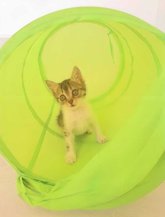 Подарявам Коте Котенце