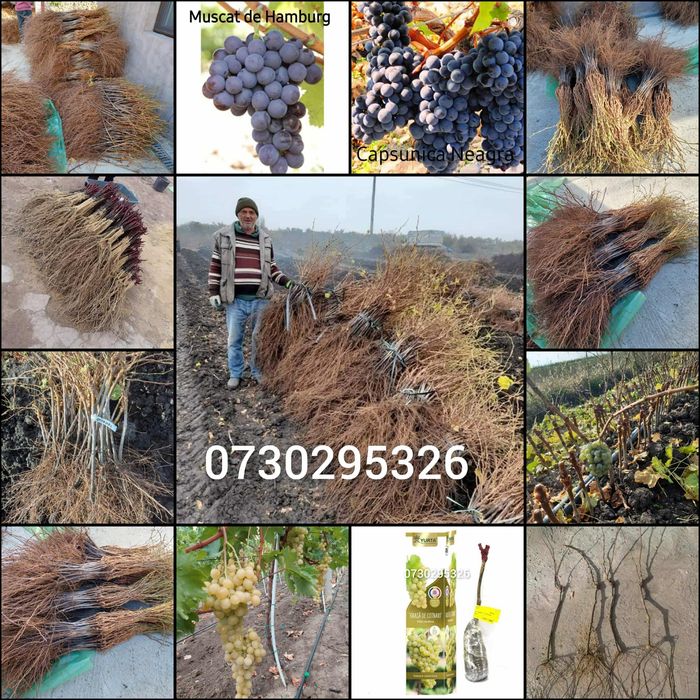 De vânzare Butași viță de vie Altoita și Hibrida direct de la PRODUCĂT