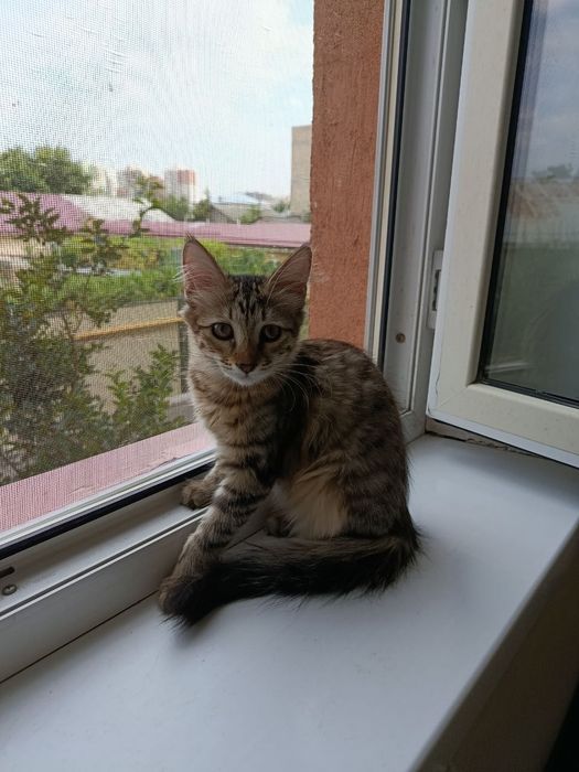 Отдаются котята в добрые и заботливые руки