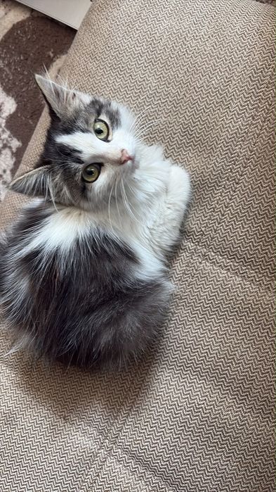 Отдам котенка бесплатно