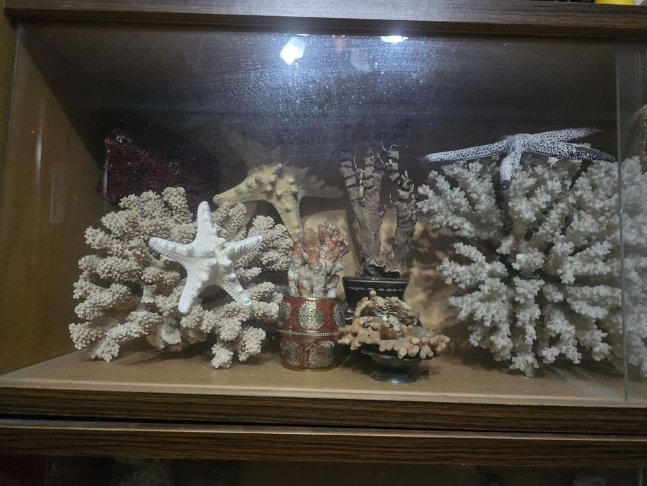 Кораллы морские звезды