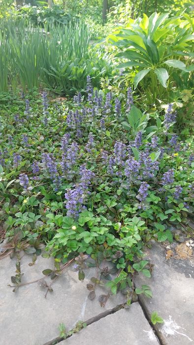 Продаётся  саженцы